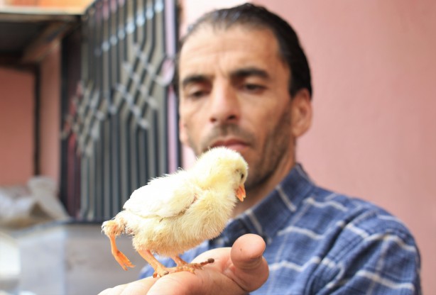 Foto - 3 ayaklı civcive ilgi büyük! 10 katı fiyat teklifi geldi