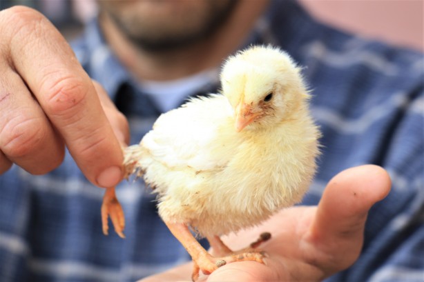 Foto - 3 ayaklı civcive ilgi büyük! 10 katı fiyat teklifi geldi