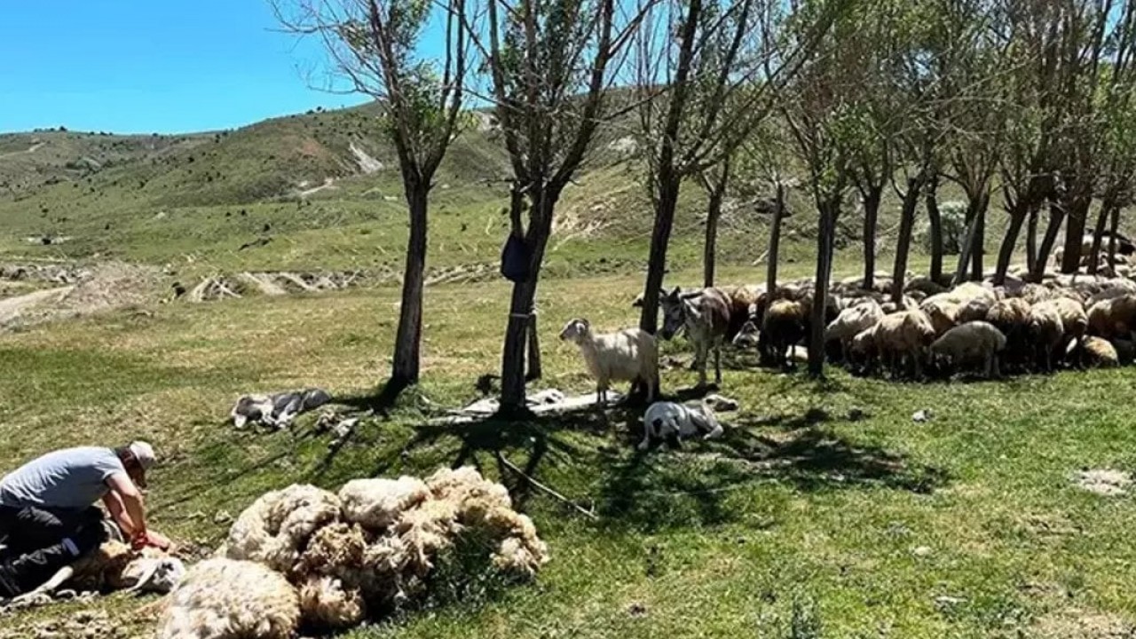Foto - 3 bin 370 metre rakımda zorlu mesai! Kilometrelerce yol gidiyorlar, tek hamleyle günde 500 taneyi aradan çıkarıyorlar