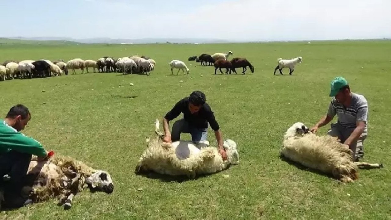 3 bin 370 metre rakımda zorlu mesai! Kilometrelerce yol gidiyorlar, tek hamleyle günde 500 taneyi aradan çıkarıyorlar