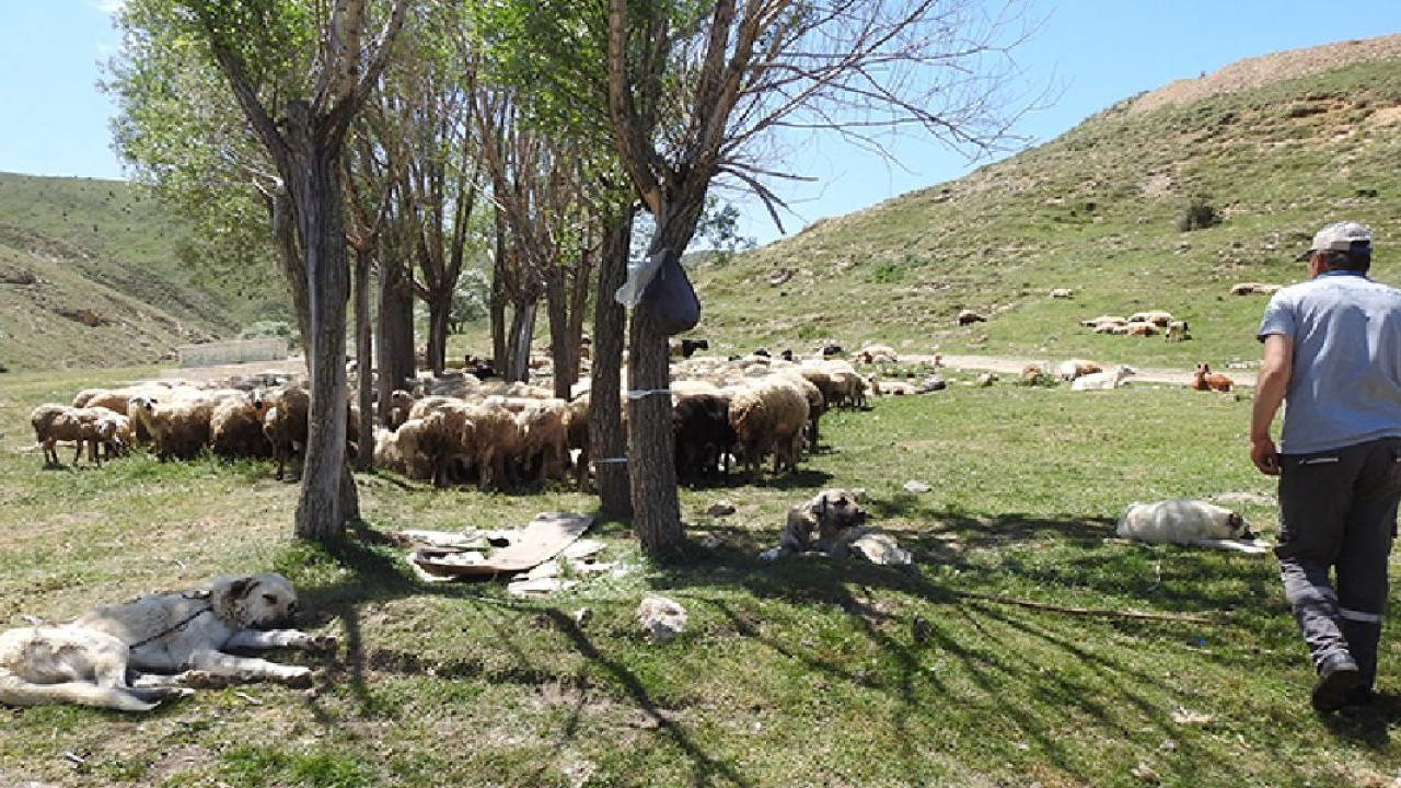 Foto - 3 bin 370 metre rakımda zorlu mesai! Kilometrelerce yol gidiyorlar, tek hamleyle günde 500 taneyi aradan çıkarıyorlar