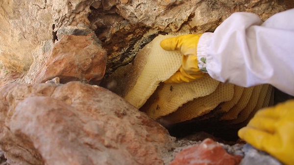 3 bin rakımda keşfetti! Kilosunu 2 bin 500 TL'den satıyor