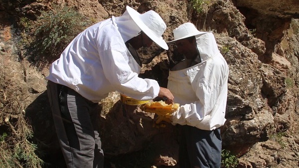Foto - 3 bin rakımda keşfetti! Kilosunu 2 bin 500 TL'den satıyor