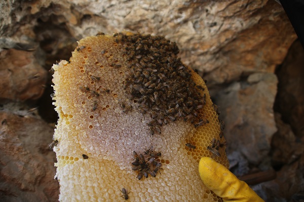 Foto - 3 bin rakımda keşfetti! Kilosunu 2 bin 500 TL'den satıyor