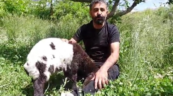 3 bin rakımlı gölün yakınında bulunan kuzunun sahibini aranıyor