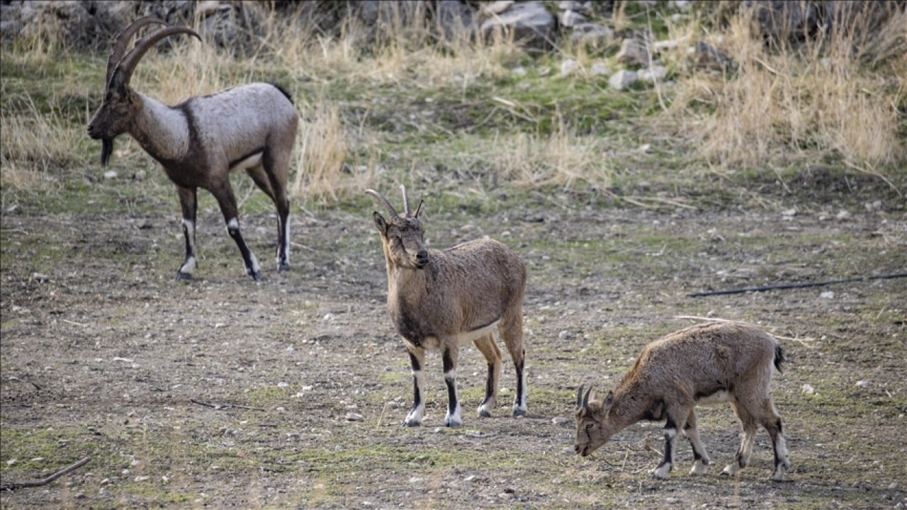 3 bin rakımlı karlı dağlardan ilçe merkezine indiler! Evlerin bahçelerinde güvenle yaşıyorlar