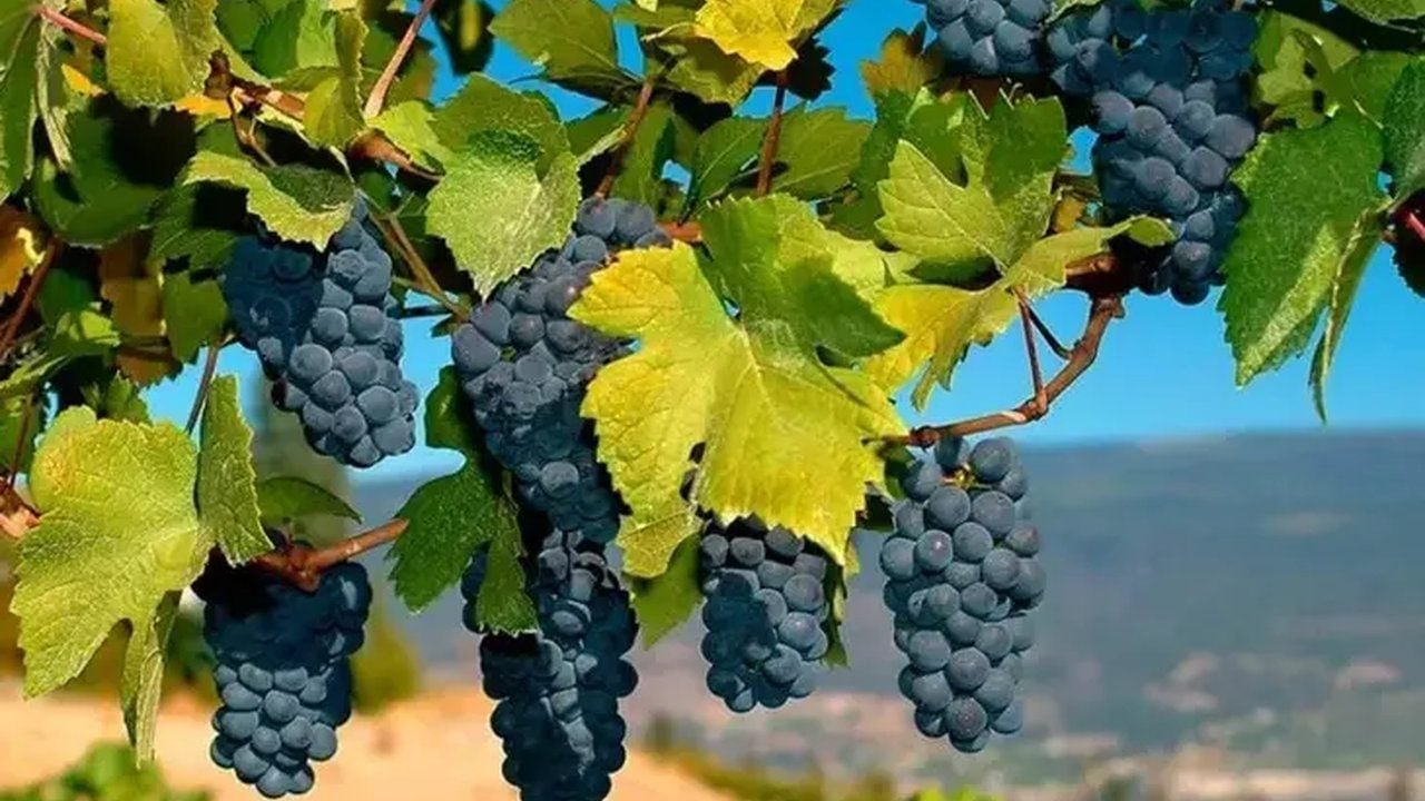 Foto - 3 bin yıldır sırrı çözülemedi: Sadece o ilimizde yetişiyor, komşu ülkeler kapış kapış alıyor
