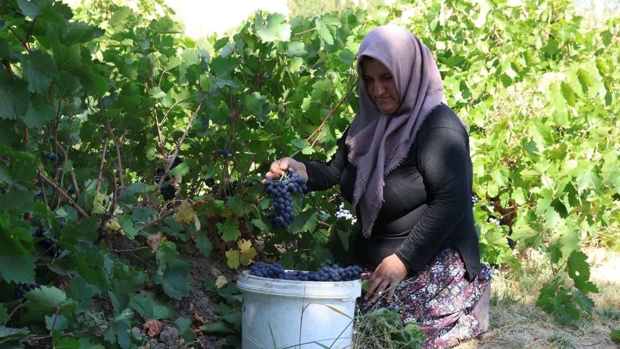 Foto - 3 bin yıldır sırrı çözülemedi: Sadece o ilimizde yetişiyor, komşu ülkeler kapış kapış alıyor