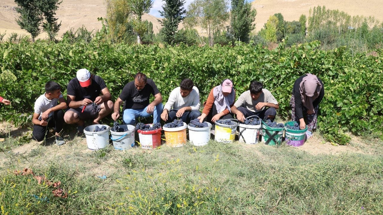 Foto - 3 bin yıldır sırrı çözülemedi: Sadece o ilimizde yetişiyor, komşu ülkeler kapış kapış alıyor