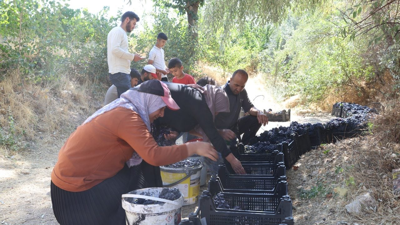 Foto - 3 bin yıldır sırrı çözülemedi: Sadece o ilimizde yetişiyor, komşu ülkeler kapış kapış alıyor