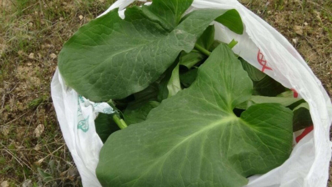 Foto - 3 haftada bir kayboluyor! Bu otu toplarken ölüme meydan okuyor