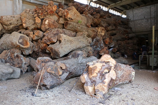 3 kıtaya ihraç ediliyor 2 milyon euro katsı sağlıyor