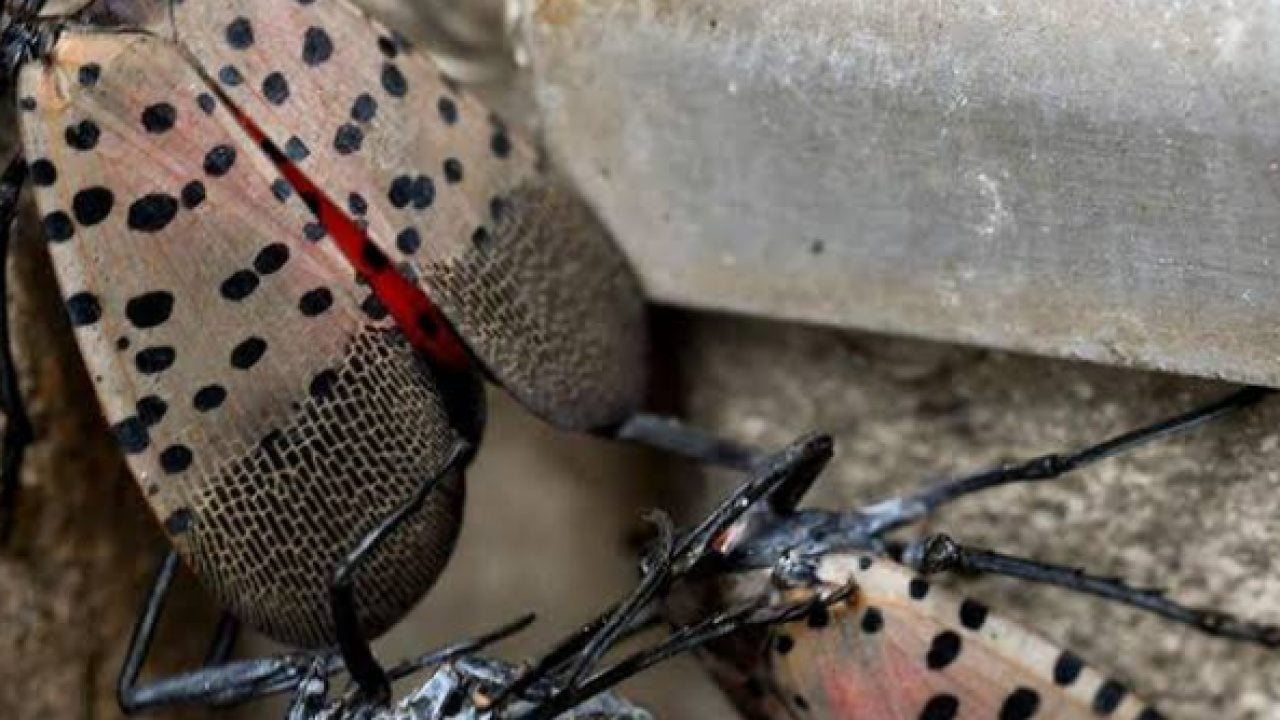 Foto - 3 komşuyu canından bezdirdi! Kendi küçük hasarı büyük!