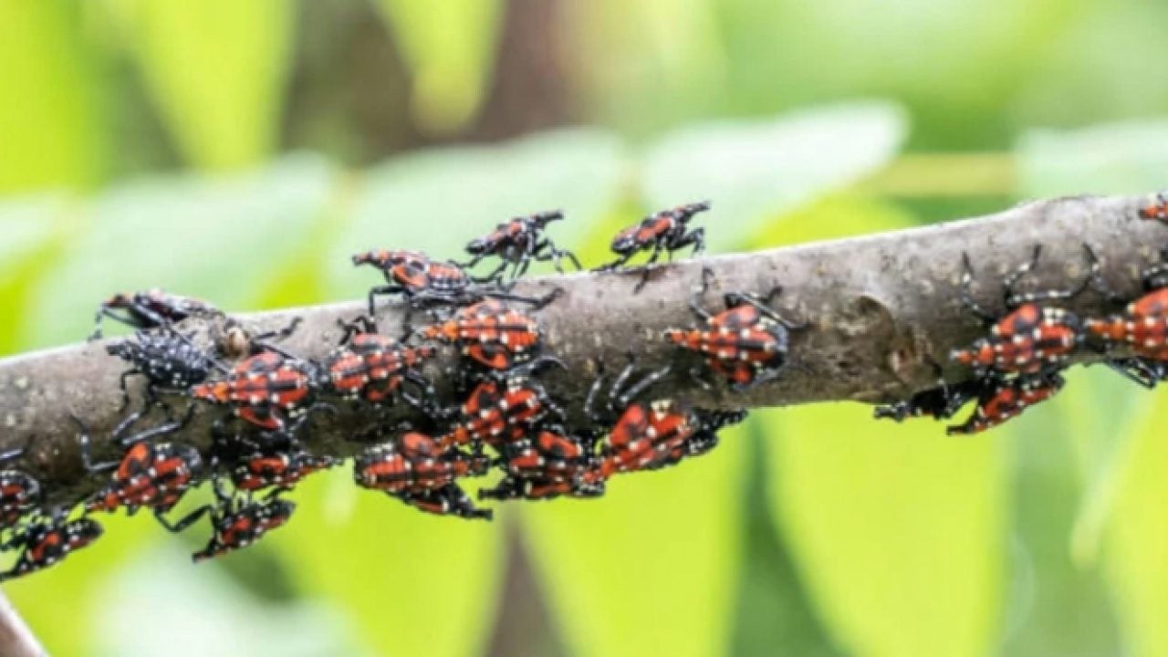 Foto - 3 komşuyu canından bezdirdi! Kendi küçük hasarı büyük!