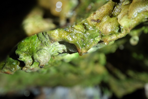 Foto - 3 milyon yıllık mağaraya ziyaretçi akını