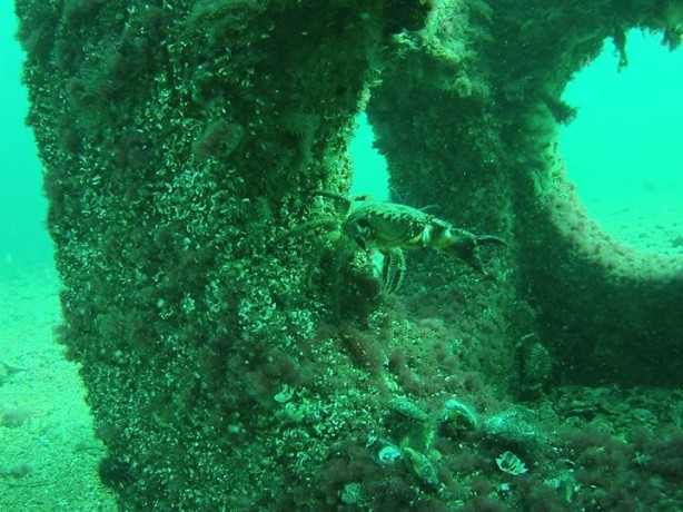 Foto - 3 milyonluk yatırım o canlılara yaradı