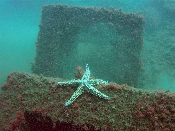 Foto - 3 milyonluk yatırım o canlılara yaradı