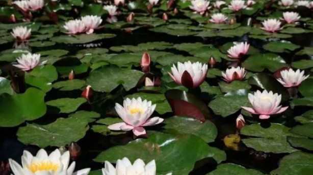 Foto - 3 soruluk dünyanın en kısa zeka testi! Bakalım siz bu testi geçebilecek misiniz!