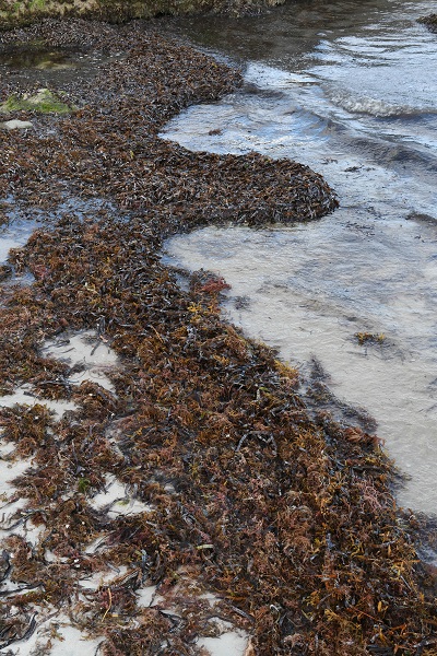Foto - 3 tonluk deniz yosunu rekor kırdı