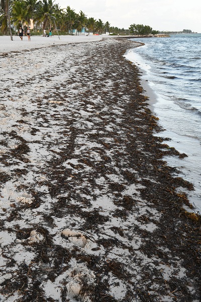 Foto - 3 tonluk deniz yosunu rekor kırdı