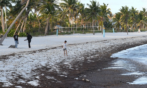 Foto - 3 tonluk deniz yosunu rekor kırdı