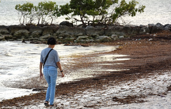 Foto - 3 tonluk deniz yosunu rekor kırdı