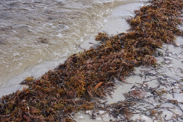 Foto - 3 tonluk deniz yosunu rekor kırdı