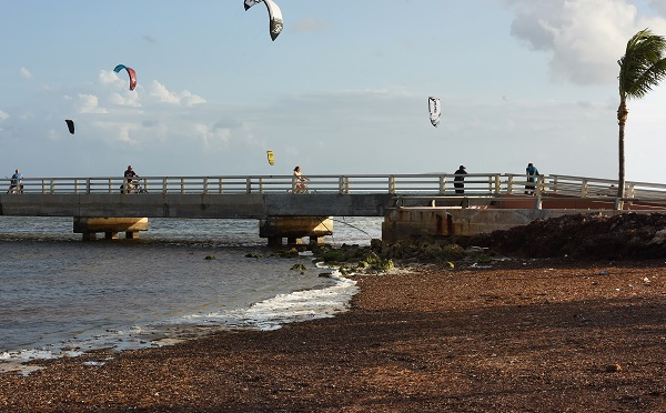 Foto - 3 tonluk deniz yosunu rekor kırdı