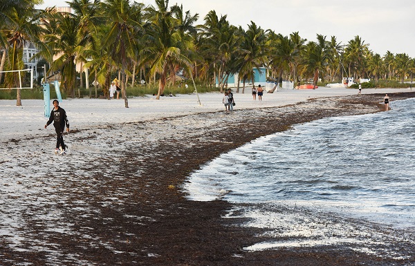 Foto - 3 tonluk deniz yosunu rekor kırdı