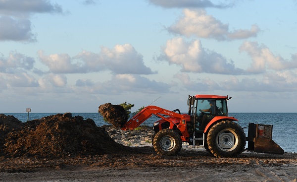 Foto - 3 tonluk deniz yosunu rekor kırdı