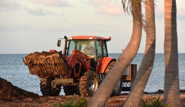 Foto - 3 tonluk deniz yosunu rekor kırdı