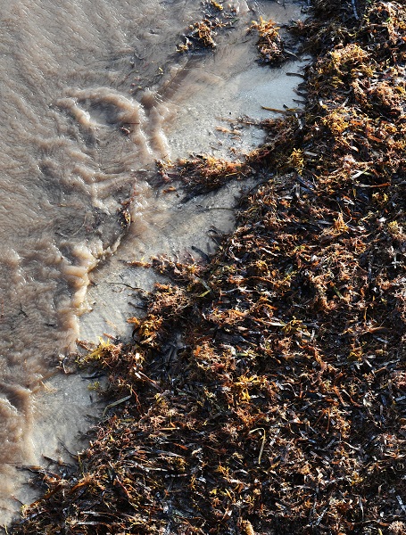 Foto - 3 tonluk deniz yosunu rekor kırdı