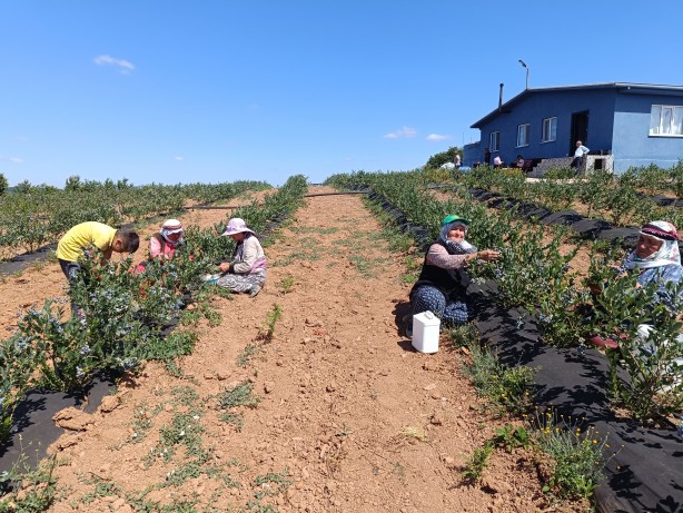 Foto - 3 yıl önce kurak bir araziye deneme amaçlı ekildi