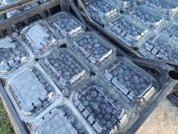 3 yıl önce kurak bir araziye deneme amaçlı ekildi