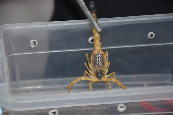 Foto - 3 yıldır 3 bin akrebe bakıyor