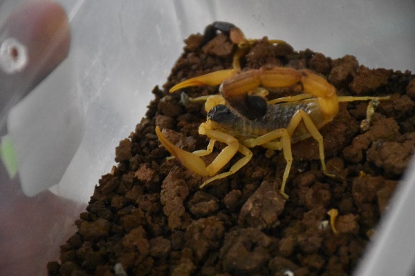 Foto - 3 yıldır 3 bin akrebe bakıyor