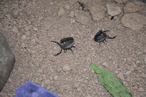 Foto - 3 yıldır 3 bin akrebe bakıyor