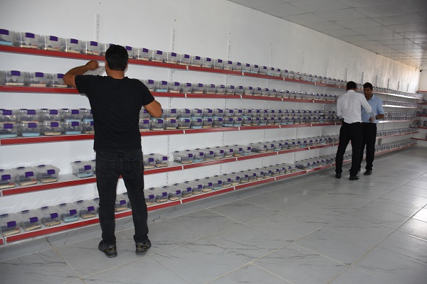 Foto - 3 yıldır 3 bin akrebe bakıyor