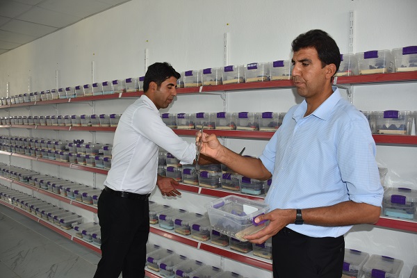 Foto - 3 yıldır 3 bin akrebe bakıyor