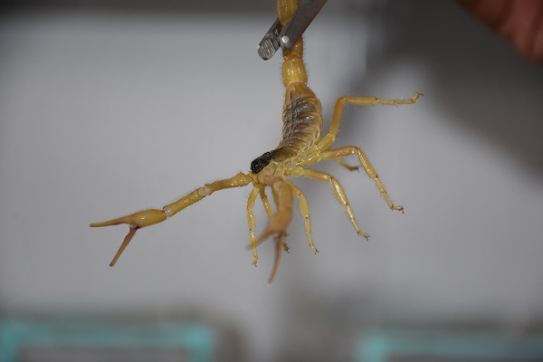 Foto - 3 yıldır 3 bin akrebe bakıyor