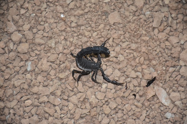 Foto - 3 yıldır 3 bin akrebe bakıyor