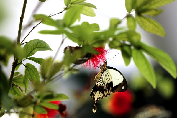 Foto - 30 bin kelebek Şebiarus için süslendi