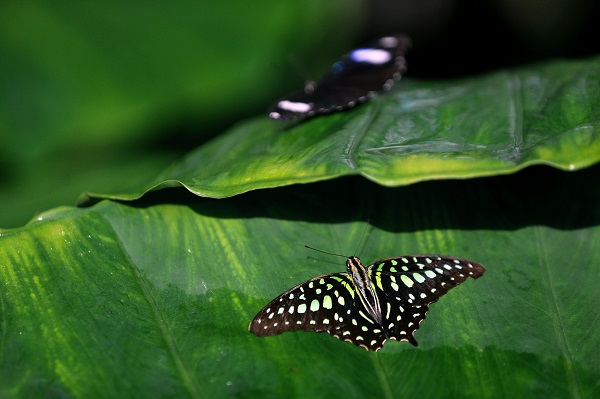 Foto - 30 bin kelebek Şebiarus için süslendi