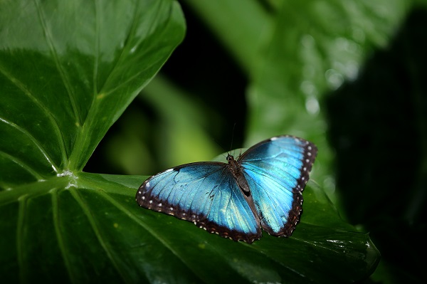 Foto - 30 bin kelebek Şebiarus için süslendi