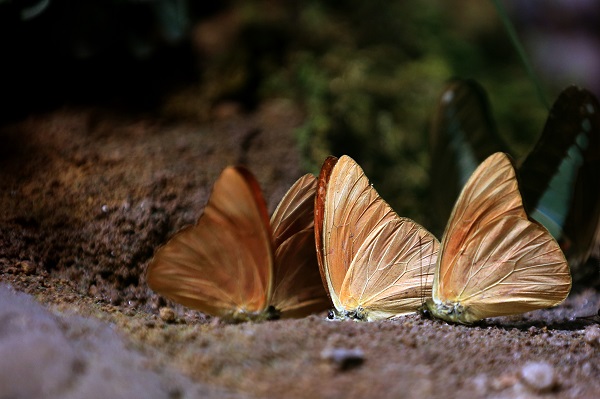 Foto - 30 bin kelebek Şebiarus için süslendi