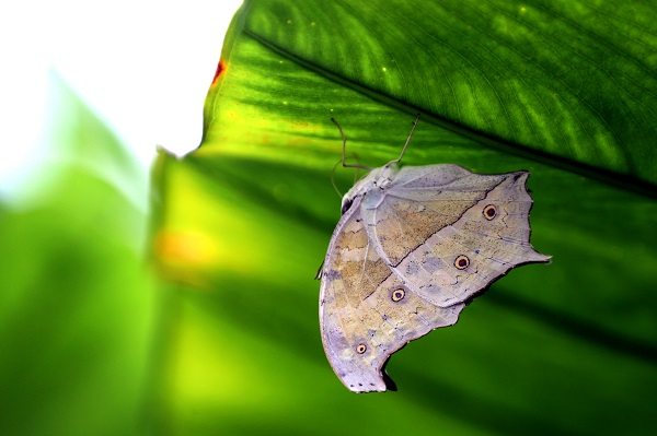 Foto - 30 bin kelebek Şebiarus için süslendi