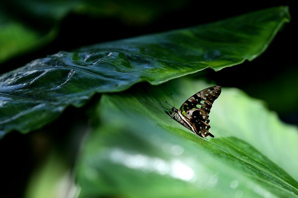 Foto - 30 bin kelebek Şebiarus için süslendi