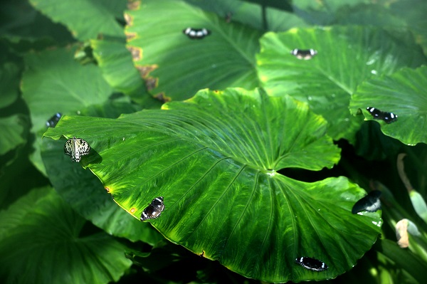 Foto - 30 bin kelebek Şebiarus için süslendi