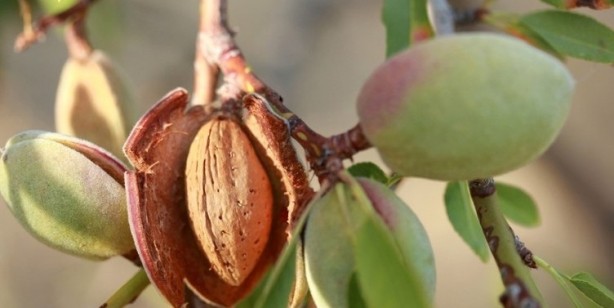 Foto - 30 farklı hastalığa sebep oluyor! Sakın tüketmeyin