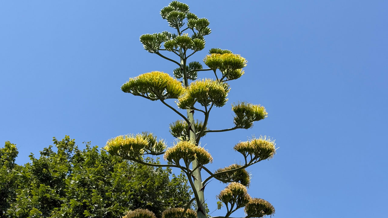 Foto - 30 yılda bir görülen mucize! Meksika’nın simgesi Beylikdüzü’nde çiçek açtı